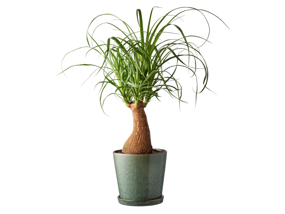 Bitz Skjuler 14 cm grøn/sort