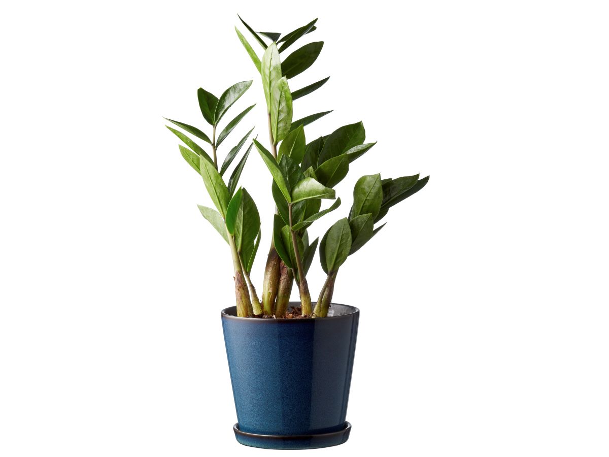 Bitz Skjuler 14 cm mørkeblå/sort