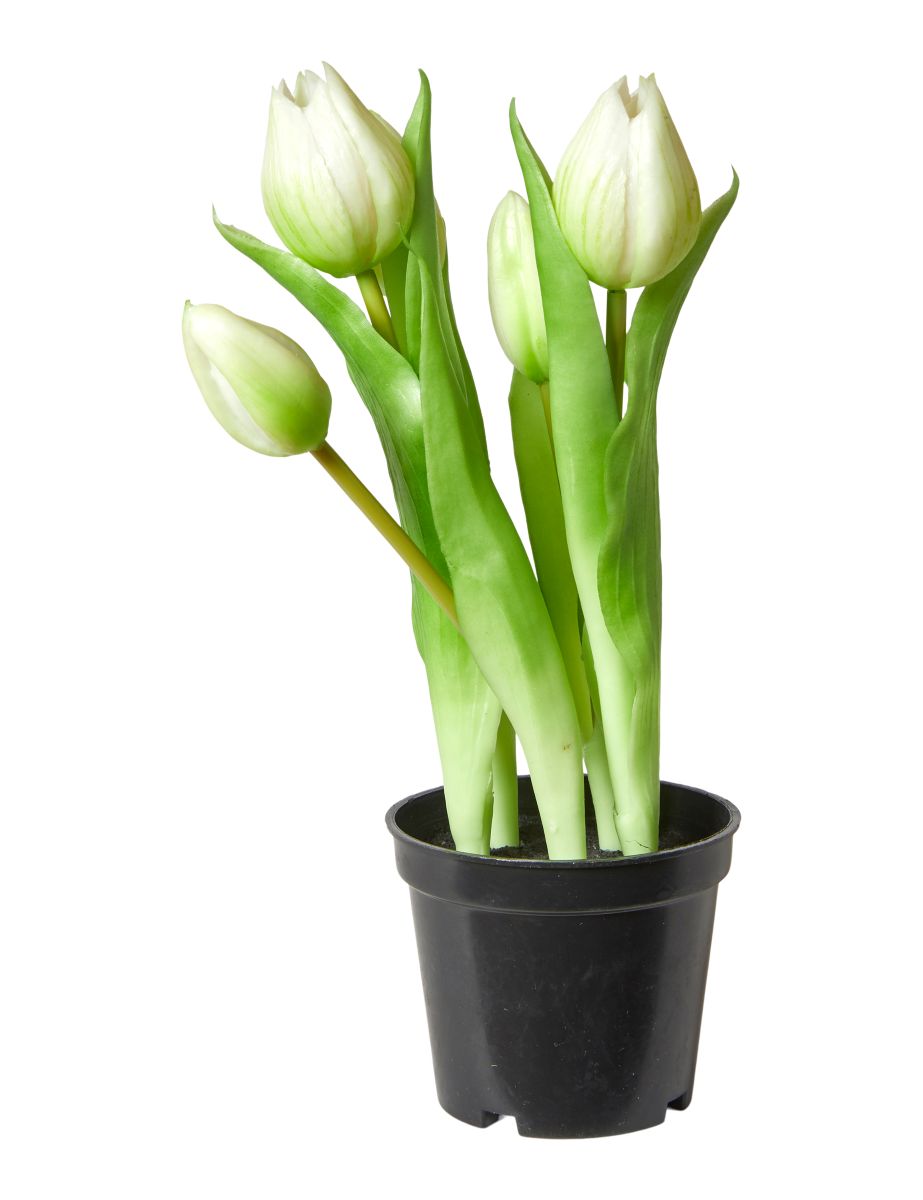Hvid