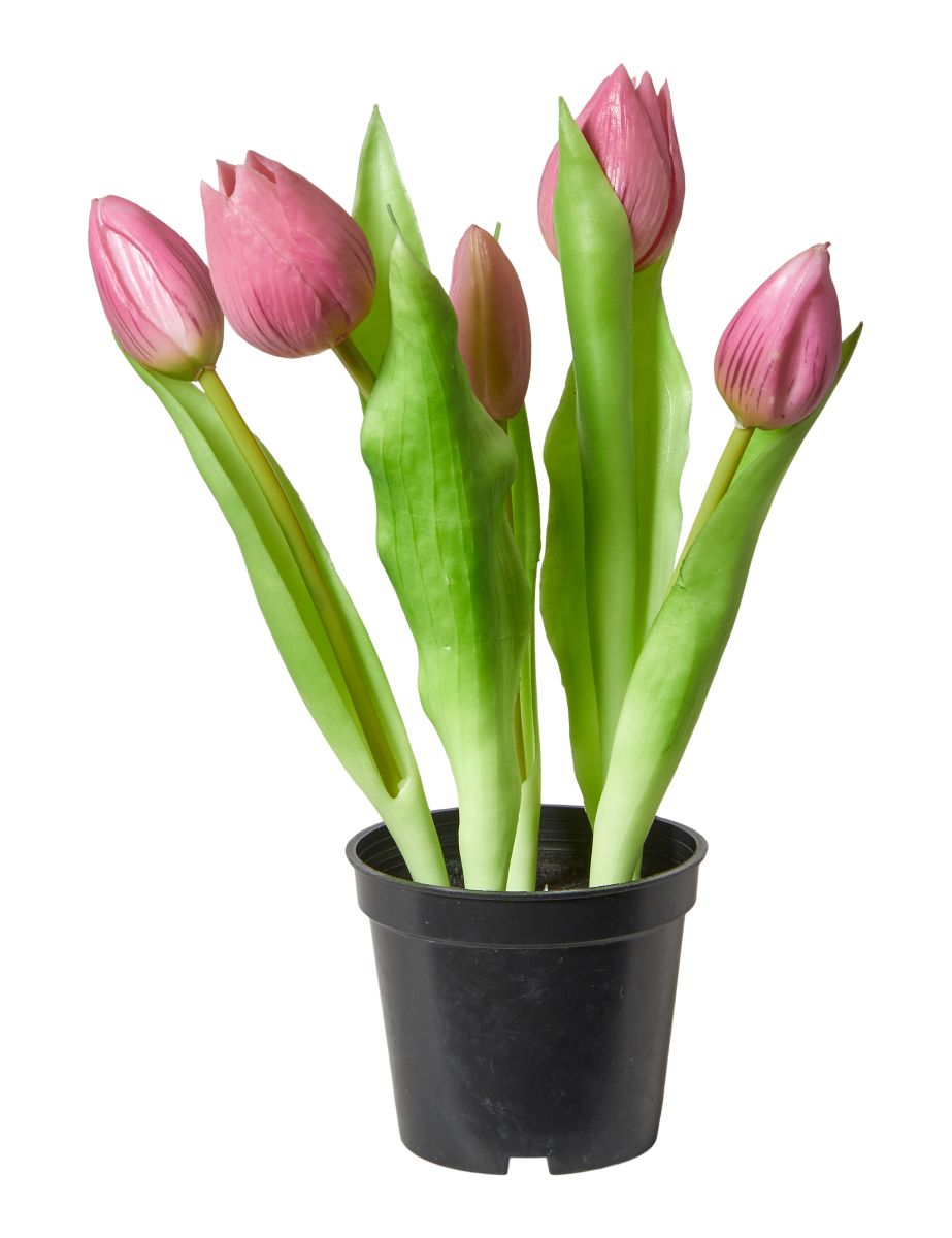 Tulipaner 5 stk. i potte H 25 cm. mørk rosa